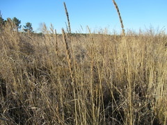 Leymus chinensis