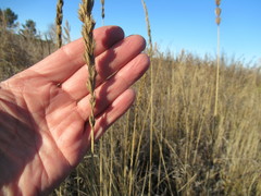 Leymus chinensis