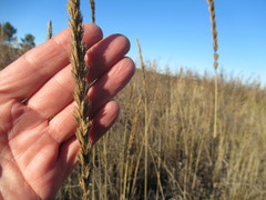 Leymus chinensis