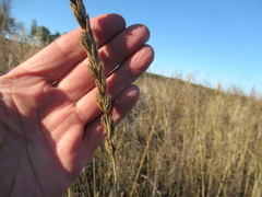 Leymus chinensis