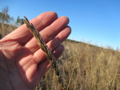 Leymus chinensis