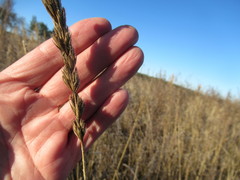 Leymus chinensis