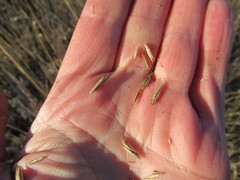 Leymus chinensis