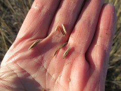 Leymus chinensis