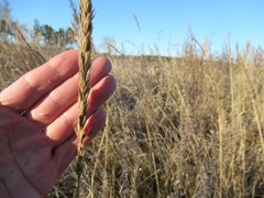 Leymus chinensis