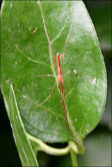 Tetragnatha valida