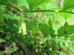 Polygonatum