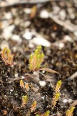 Selaginella gracillima