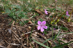 Erodium carvifolium