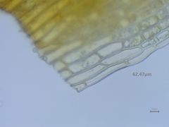 Schistidium crassipilum