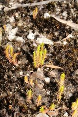 Selaginella gracillima