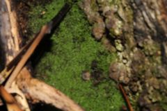 Lepidoziaceae