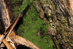 Lepidoziaceae