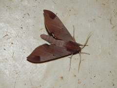 Afroclanis calcarea