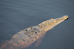 Crocodylus acutus