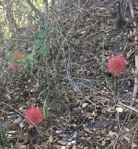 Bloodlily