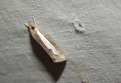 Classeya bicuspidalis