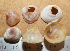 Desmaulus extinctorium