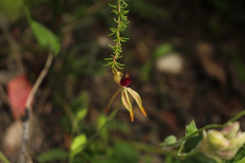Image of Caladenia ensata by (c) Em Lamond, some rights reserved (CC BY)