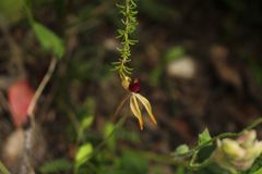 Caladenia ensata