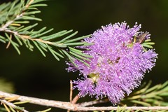 Melaleuca diosmatifolia