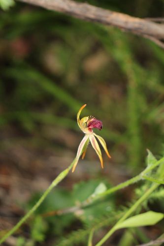 Image of Caladenia ensata by (c) Em Lamond, some rights reserved (CC BY)