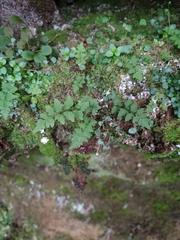 Cystopteris tasmanica