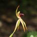 Stumpy Spider Orchid - Photo (c) Em Lamond, some rights reserved (CC BY), uploaded by Em Lamond