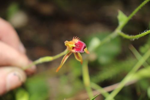 Image of Caladenia ensata by (c) Em Lamond, some rights reserved (CC BY)