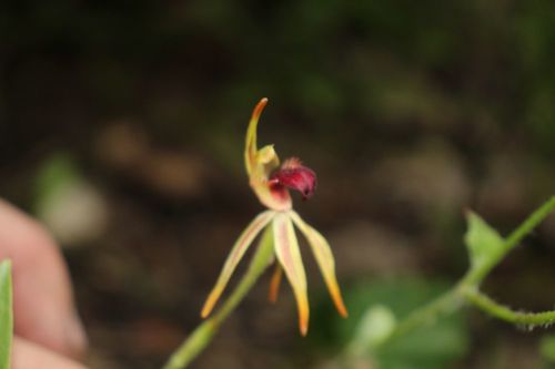 Image of Caladenia ensata by (c) Em Lamond, some rights reserved (CC BY)