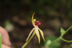Caladenia ensata