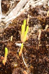 Selaginella gracillima