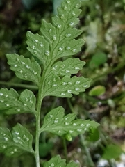 Cystopteris tasmanica
