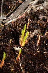 Selaginella gracillima