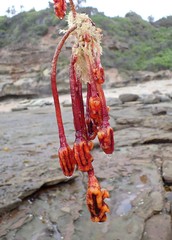 Pyura gibbosa
