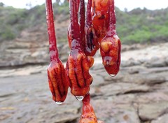 Pyura gibbosa