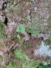 Cystopteris tasmanica