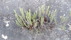 Micromeria browiczii