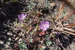 Geranium subargenteum