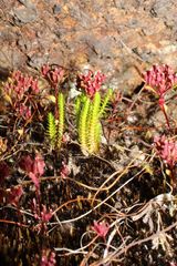 Selaginella gracillima