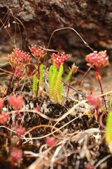 Selaginella gracillima