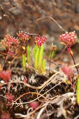 Selaginella gracillima