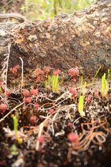 Selaginella gracillima