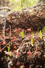 Selaginella gracillima