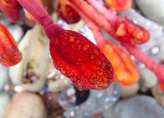 Pyura gibbosa