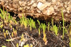 Selaginella gracillima