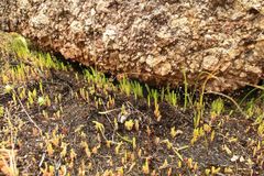 Selaginella gracillima