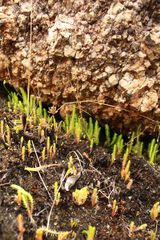 Selaginella gracillima