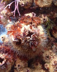 Pyura praeputialis