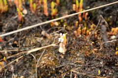 Stylidium androsaceum